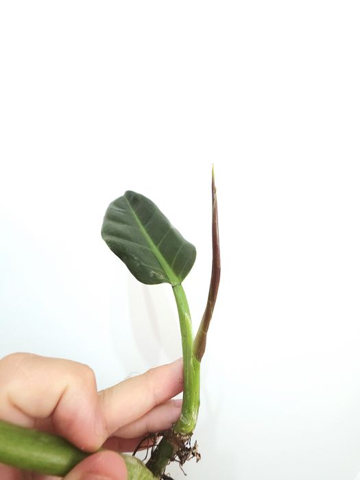 Philodendron Subhastatum Tamarindo