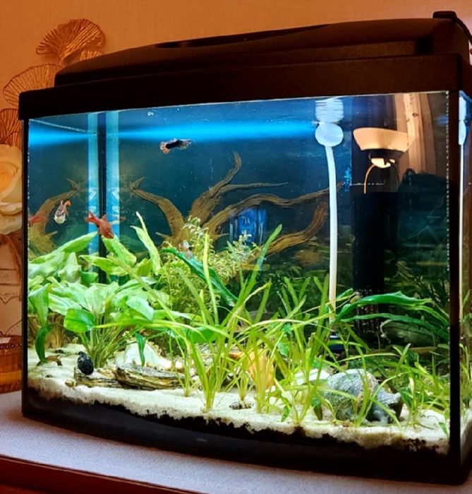 Akwarium z życiem, ze sprzętem sprzedam