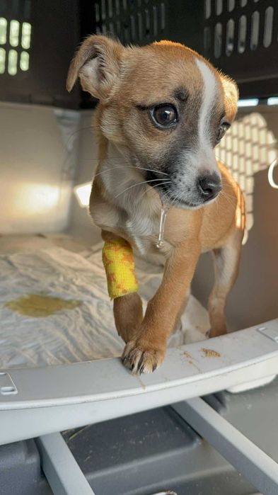 Maleńka, cudna, przeeekochana, bezdomna ok 2-3 mies sunia szuka domu