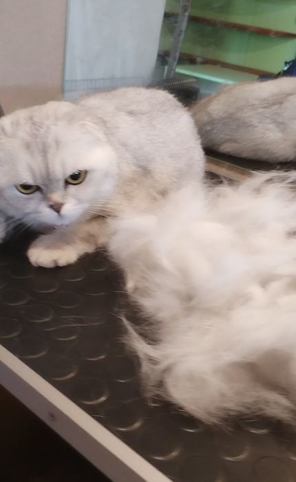 Грумінг, стрижка вичісування котів