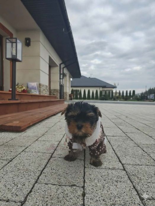 Uwaga słodycz przekracza normy !!!