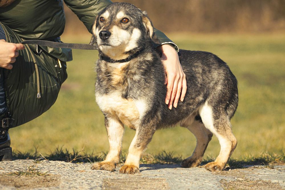 Amador - łagodny, niewielki pies