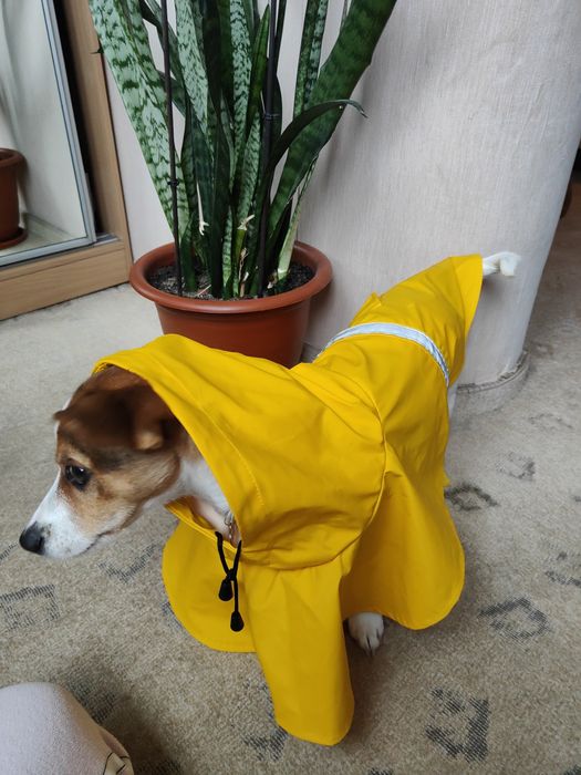 Продается дождевик для собак.