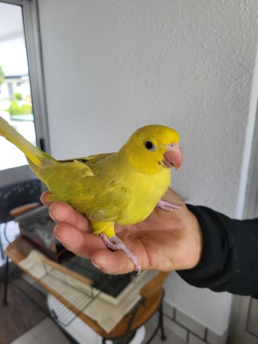 Ring Necks Cobalto amarelo e cinza criados á mâo