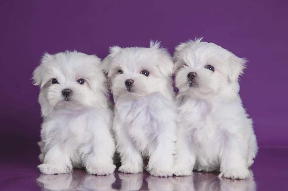 Профрозплiднник чемпіонів пропонує пропонує малюків