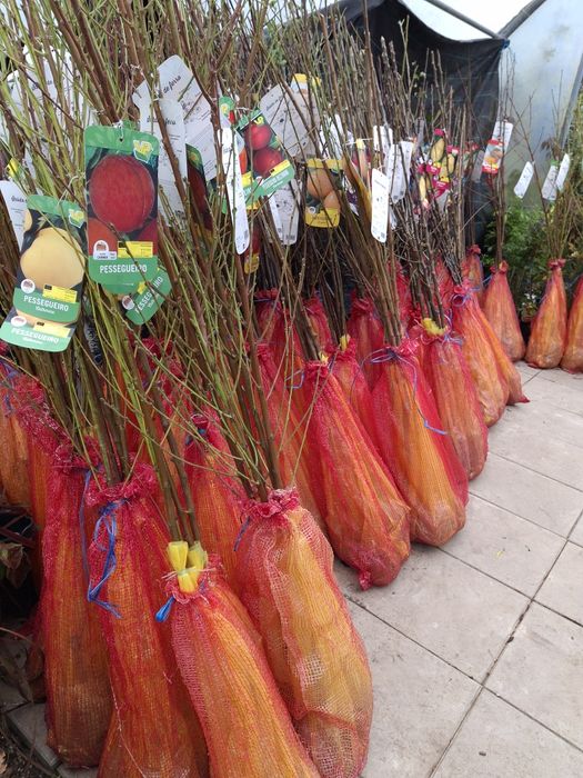 Árvores de Fruto (Diversas Variedades) - A partir de 6€