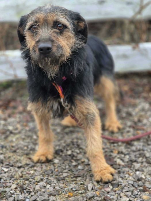 Niewielka Kokosia. młoda, delikatna sunia w typie terierka do adopcji