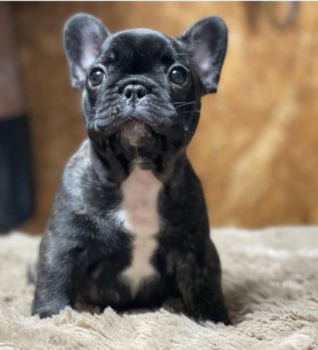 Цукерка     французька .