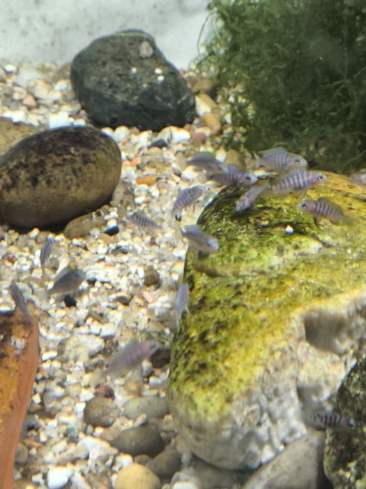 pseudotropheus elongatus mpanga mbuna