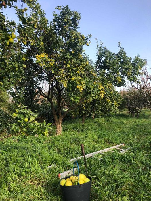 Limão 100% Natural | Produção Própria em Portugal