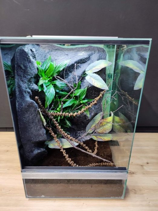 Terrarium szklane gekon żaba modliszka KOŚCIAN