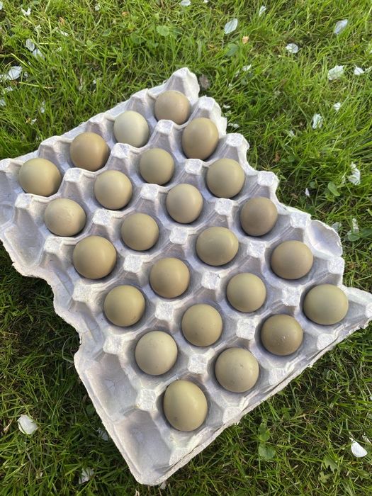 Інкубаційні яйця мисливський фазан