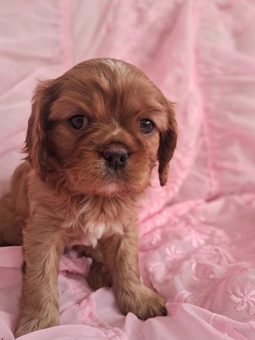 Cavalier King Charles Spaniel