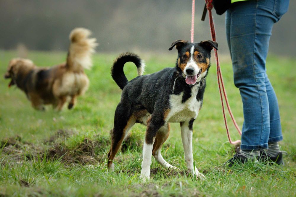 Reksio- bajkowy psiak szuka człowieka [FILM]
