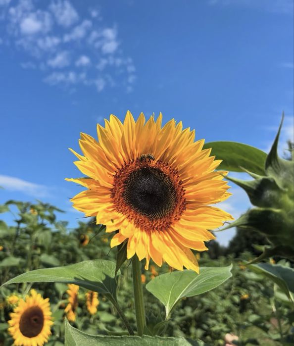 5kg słonecznik ozdobny mix odmian nasiona
