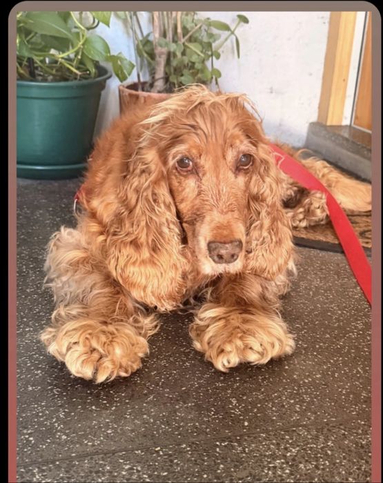 Cão para adoção responsável