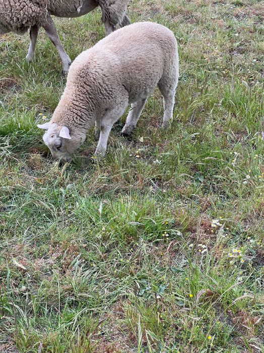 Macho Texel 4 meses de idade