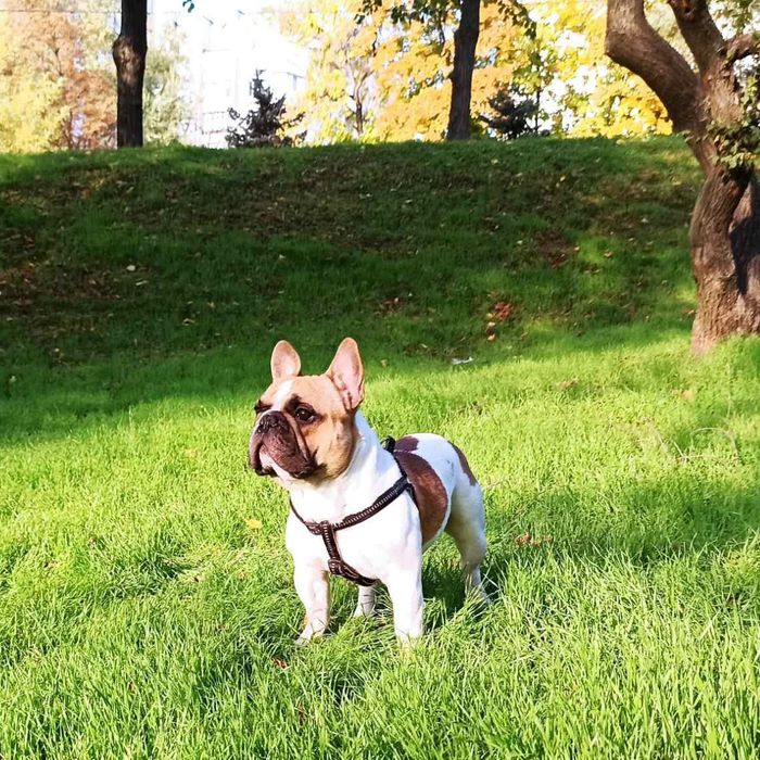 Французский бульдог. Красавчик ищет невесту. Вязка