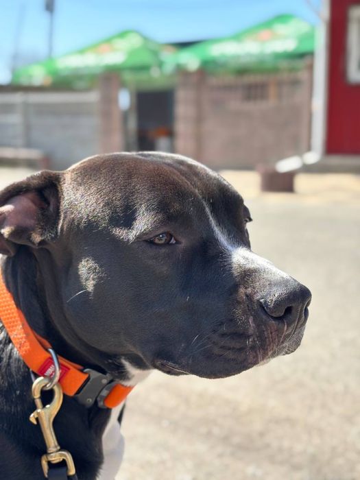 Вʼязка собаки кобель Амстафф