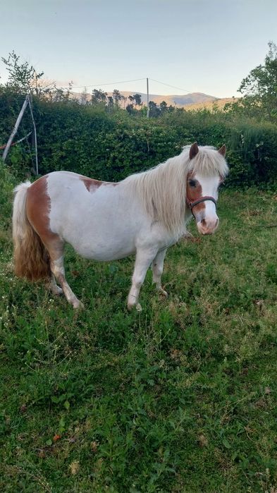 Ponei com 7 anos muito linda e meiga.