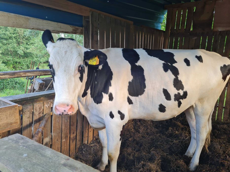 Vaca 2 anos para mudar de pasto