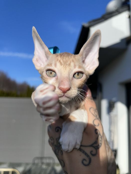 Luxusowe koty Cornish rex RUDY chlopczyk - wyjątkowe  oczy 1 na milion