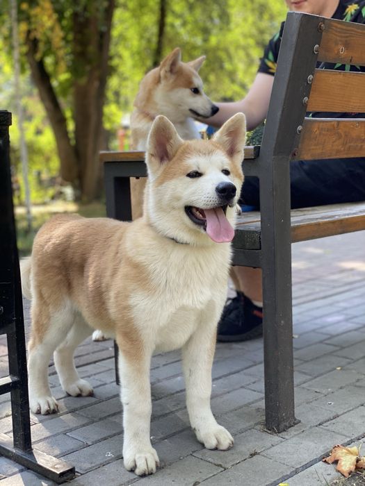 Цуценята акіта іну , akita, Хатіко