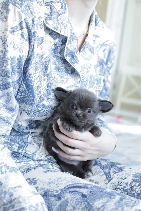 Chihuahua FCI dziewczynka