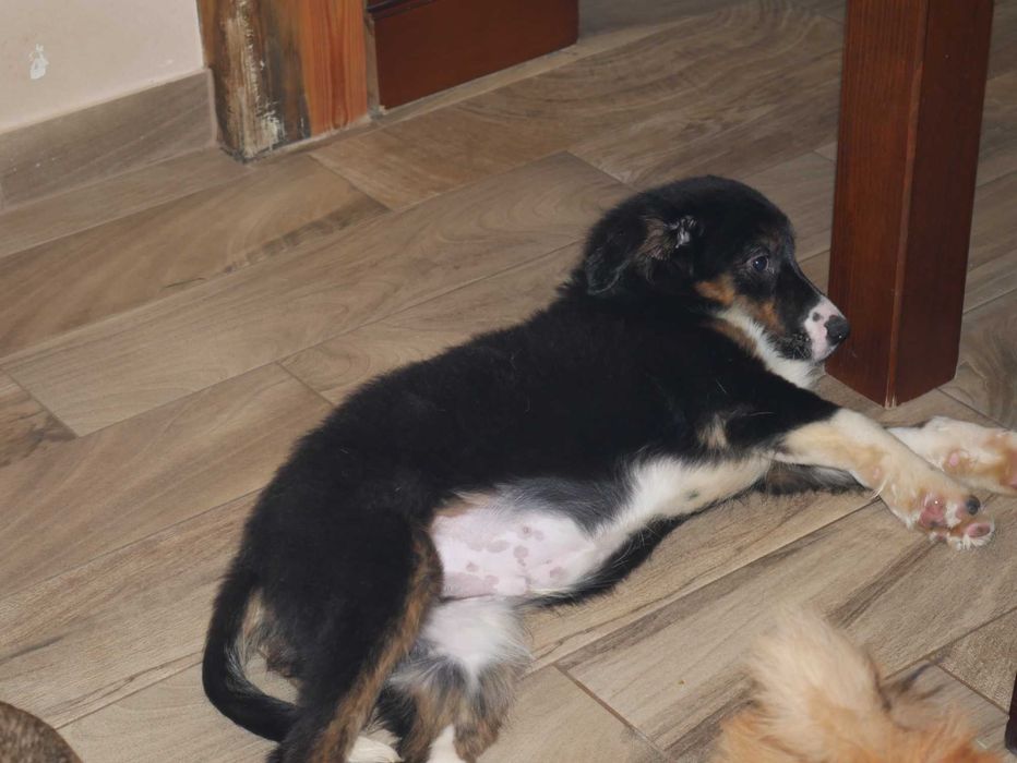 Border Collie piesek tri color