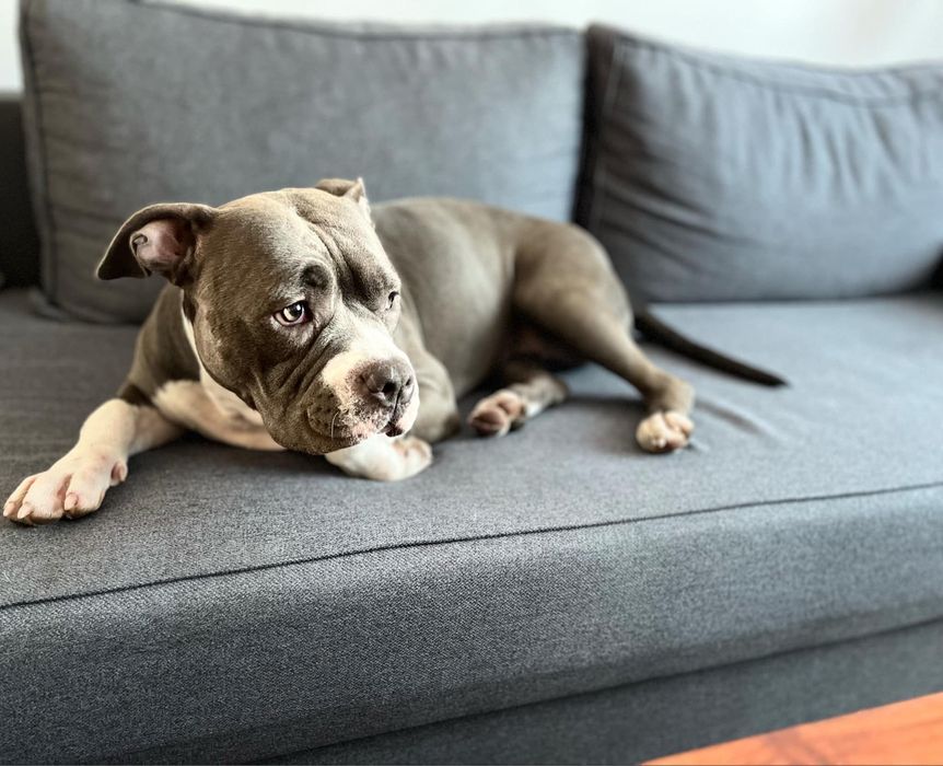 Spokojna sunia rasy Amstaff szuka domku