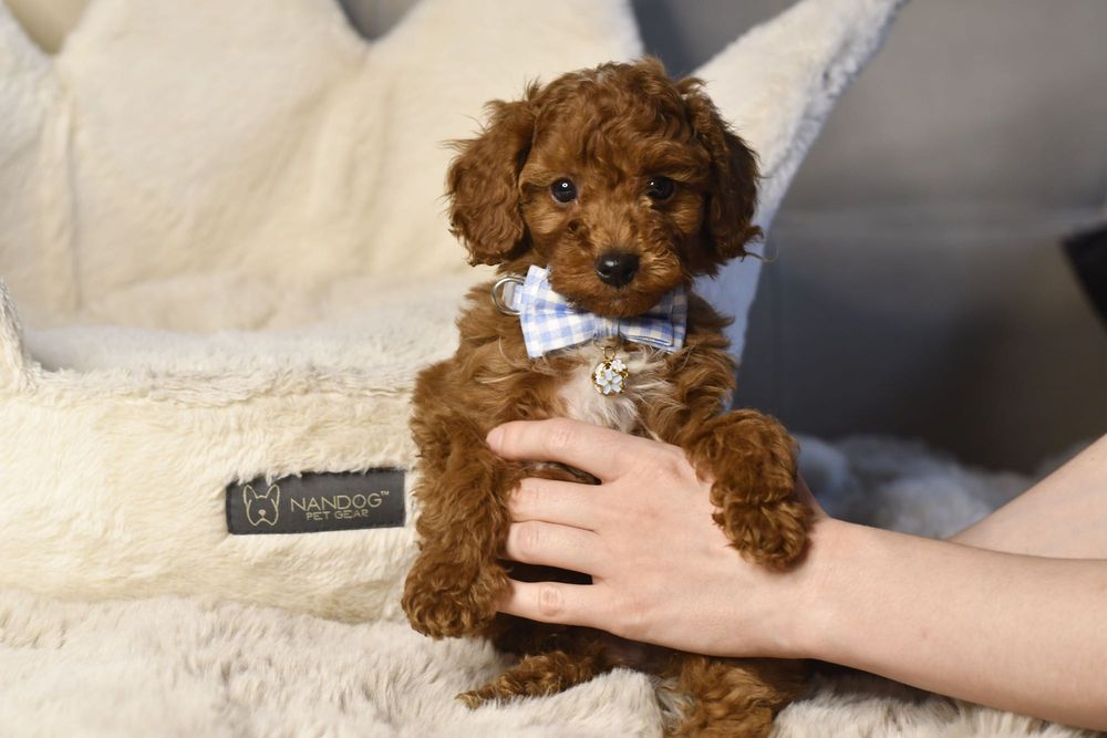 Cavapoo F1 RED BROWN wyjątkowy chłopiec Zarezerwowany Warszawa Bemowo ...