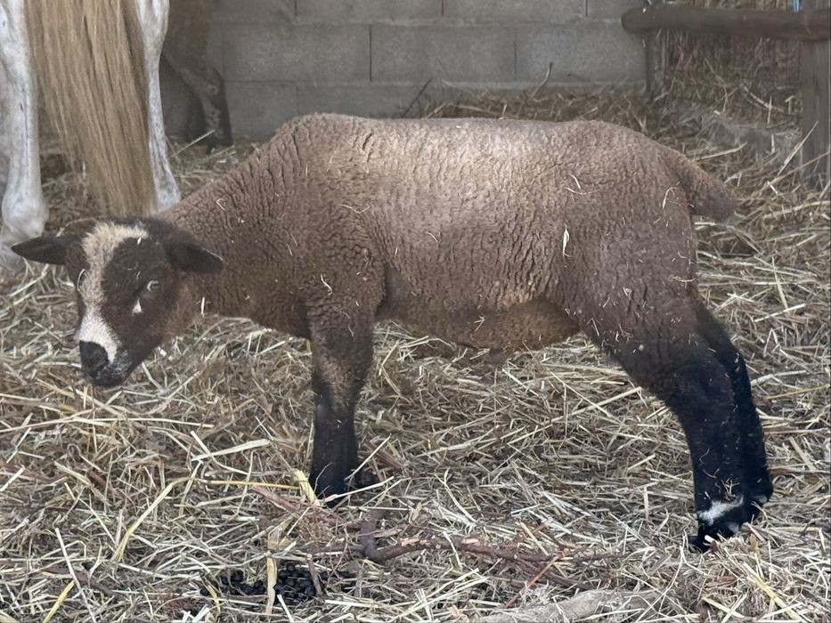 P3 Borrego Macho