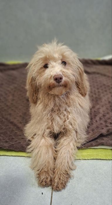 Pudel- Havapoo hybryda