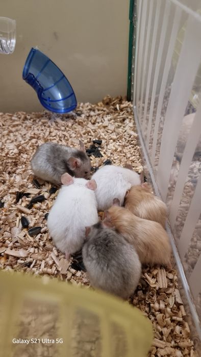 Хомяк белый сатиновый серый персиковый хомячки джунгарские