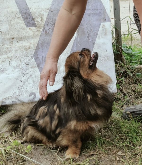 Gucio,pekińczyk szuka domu