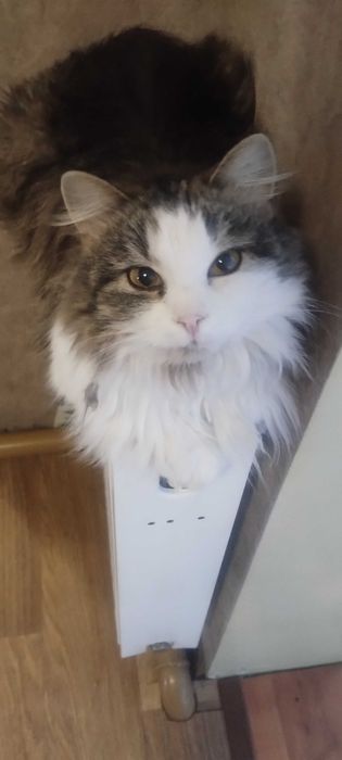 Віддам безкоштовно кішку