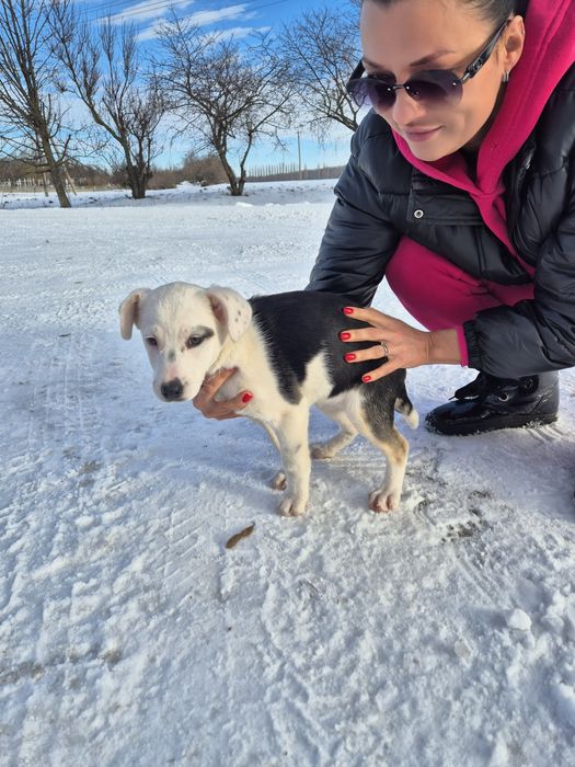 Собаки терміново шукають домівки!