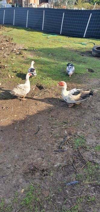 Patos mudos casais ou separados