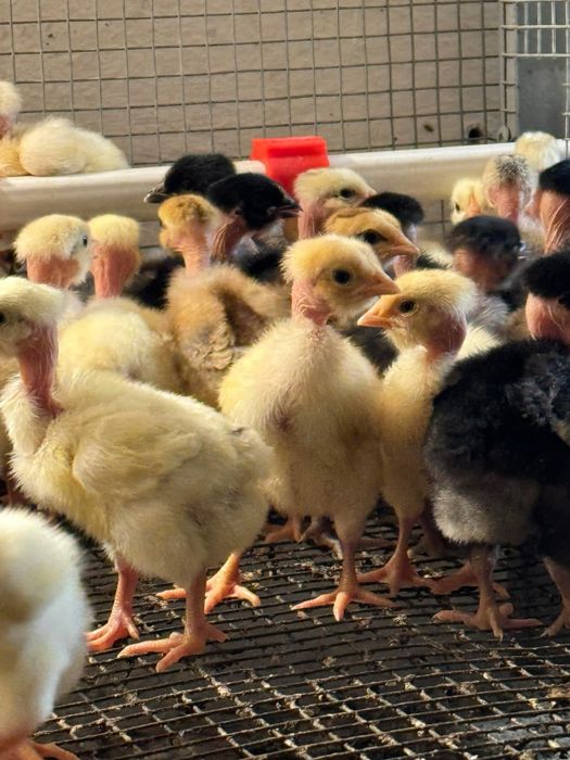 Курчата бройлера , мясояєчні
