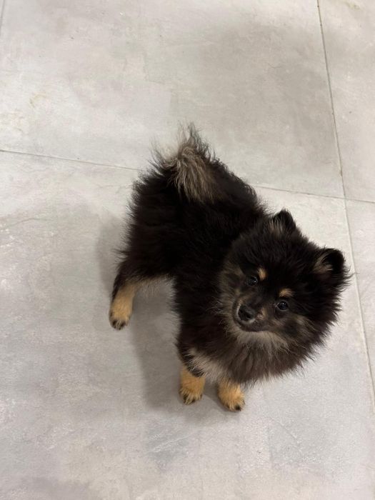 Spitz alemão anão macho