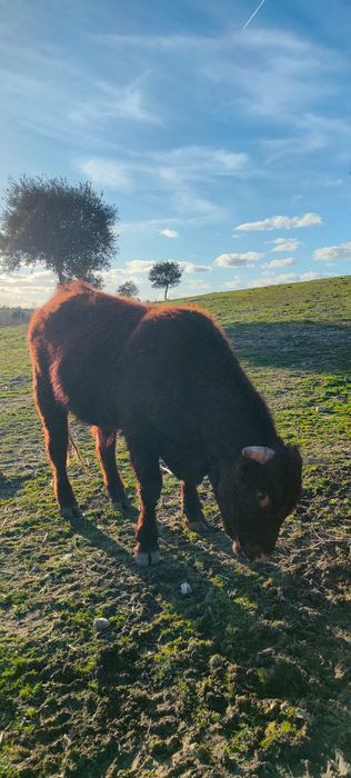 Novilho saler 24 meses