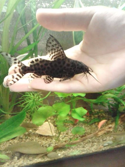 Аквариумные рыбки