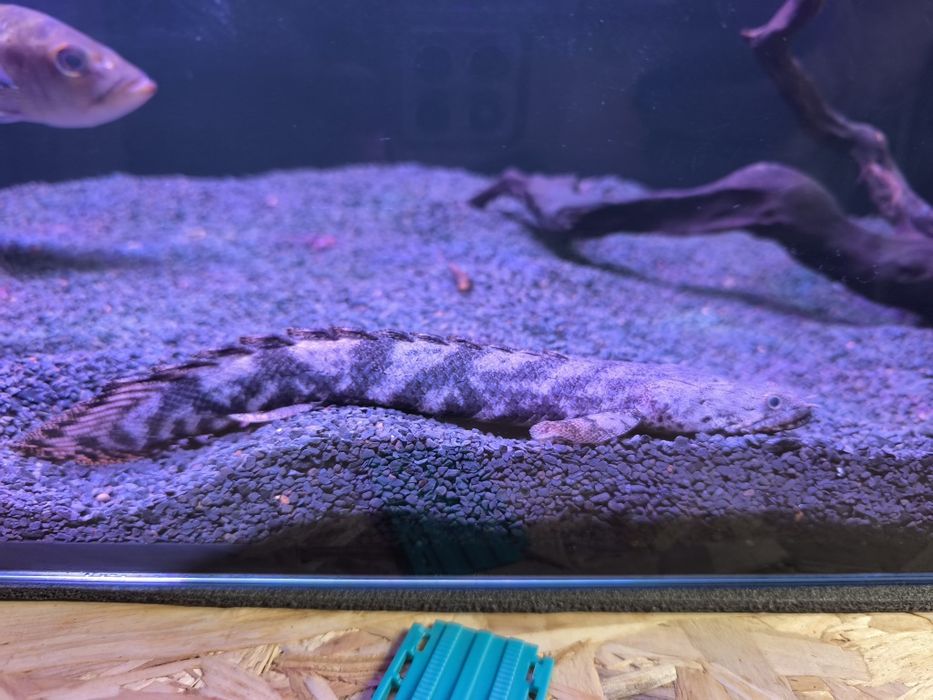 Monster Fish - Diversos -