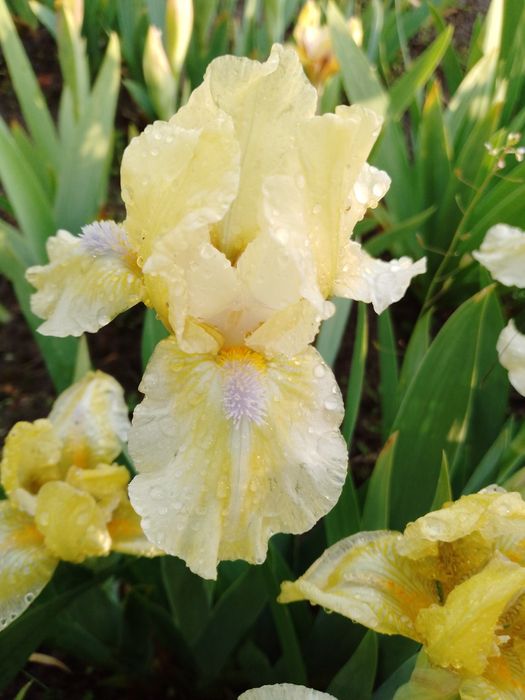 Карликові іриси (набір від 5 шт)