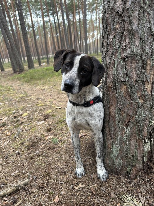 Psiak pełen miłości czeka na adopcję
