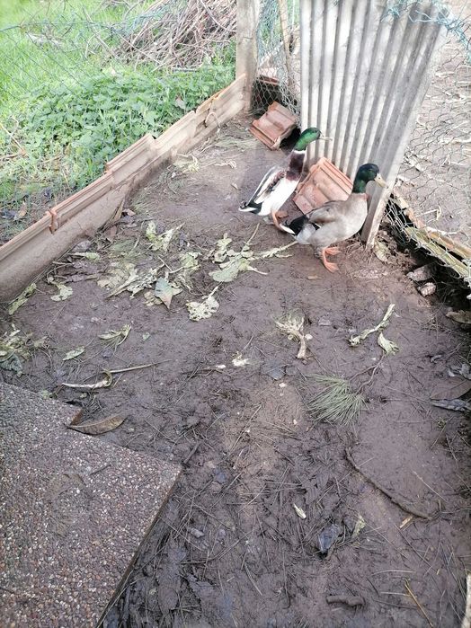 Patos lago bem lindos