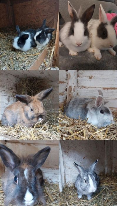 Kroliczki miniaturki