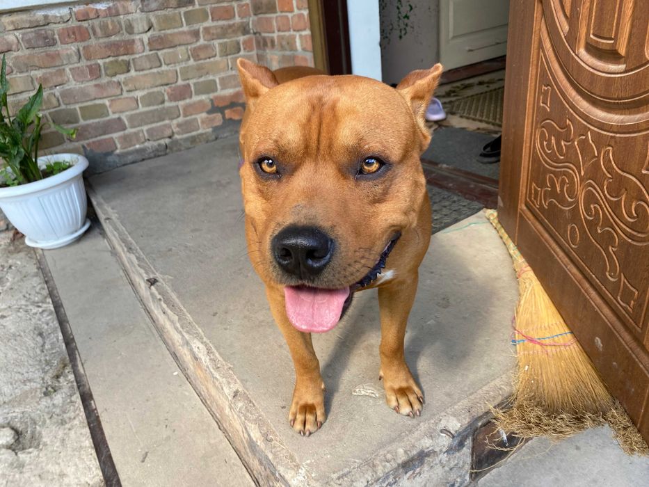 В'язка Американського стафтер'єра