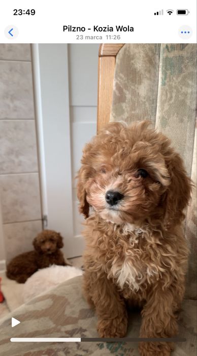 Cavapoo f1b cudna ruda sunia