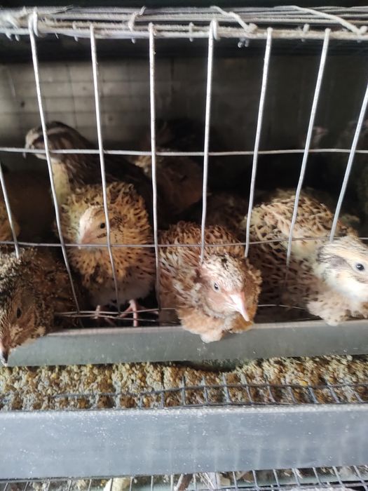 Перепілки різного віку